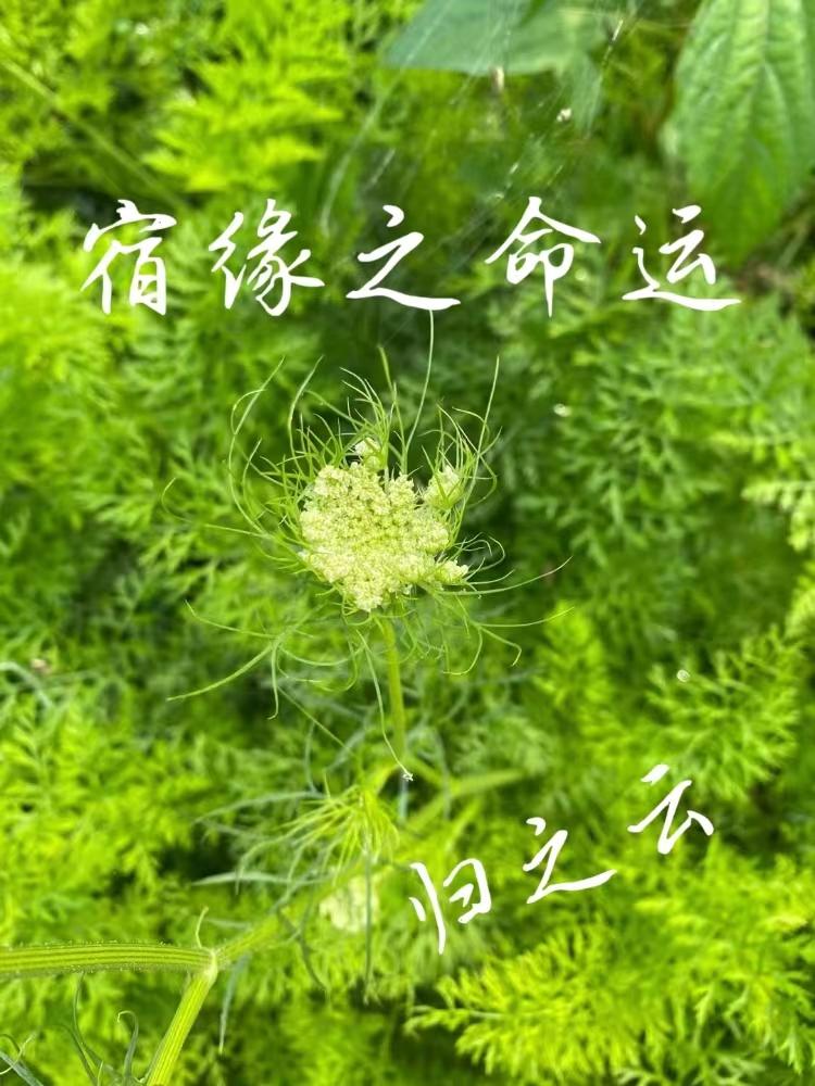 宿缘译音版