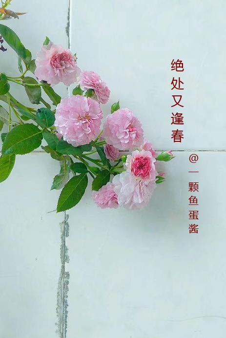 绝处又逢生上一句怎么接