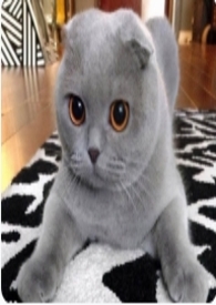 我与猫作文