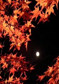朝秦暮楚楚瑜秦峥